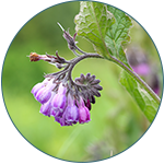 Żywokost pospolity, Symphytum Officinale