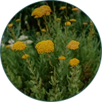 Kocanka włoska, Helichrysum Italicum