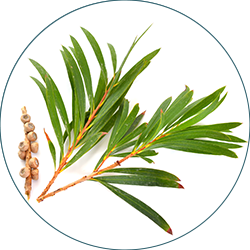 Olejek z drzewa herbacianego, Melaleuca Alternifolia