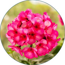 Hydrolat i olejek z geranium