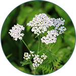 Krwawnik pospolity, Achillea Millefolium