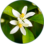 Kwiat gorzkiej pomarańczy, Citrus Aurantium Amara