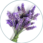 Lawenda wąskolistna, Lavandula Angustifolia